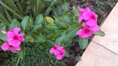 Catharanthus roseus