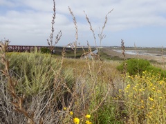 Oenothera elata hookeri