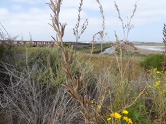 Oenothera elata hookeri