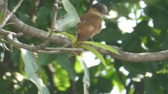 Pachyramphus aglaiae