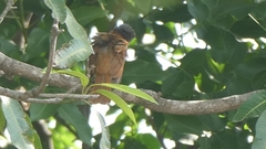 Pachyramphus aglaiae