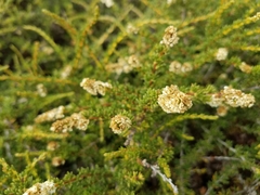 Adenostoma fasciculatum prostratum