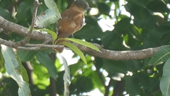 Pachyramphus aglaiae