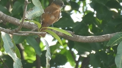 Pachyramphus aglaiae