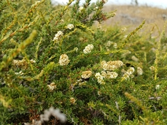 Adenostoma fasciculatum prostratum