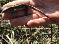 Lacerta agilis