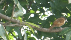 Pachyramphus aglaiae