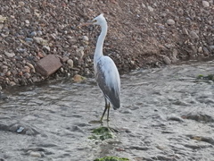 Egretta gularis