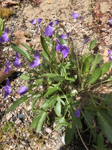 Britton's Coast Violet — photo 1