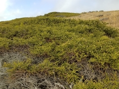 Adenostoma fasciculatum prostratum