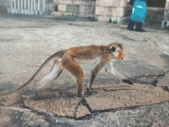 Macaca sinica