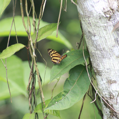Tithorea harmonia megara