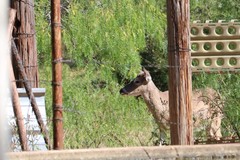 Odocoileus virginianus texanus