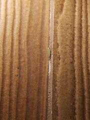 Draeculacephala antica