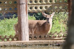 Odocoileus virginianus texanus