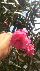 Nerium oleander