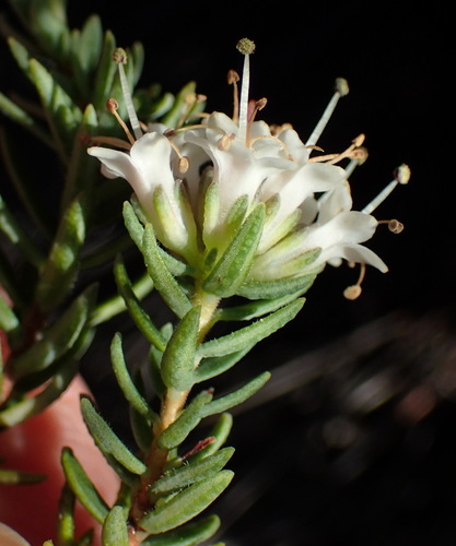 Image of Macrostylis villosa by (c) Nicola van Berkel, some rights reserved (CC BY-SA)