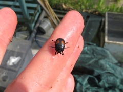 Margarinotus bipustulatus