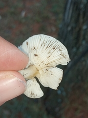 Lepista sordida