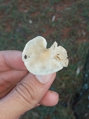Lepista sordida