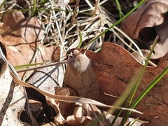 Orthosia cerasi