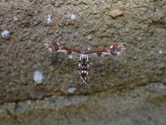 Geina tenuidactylus