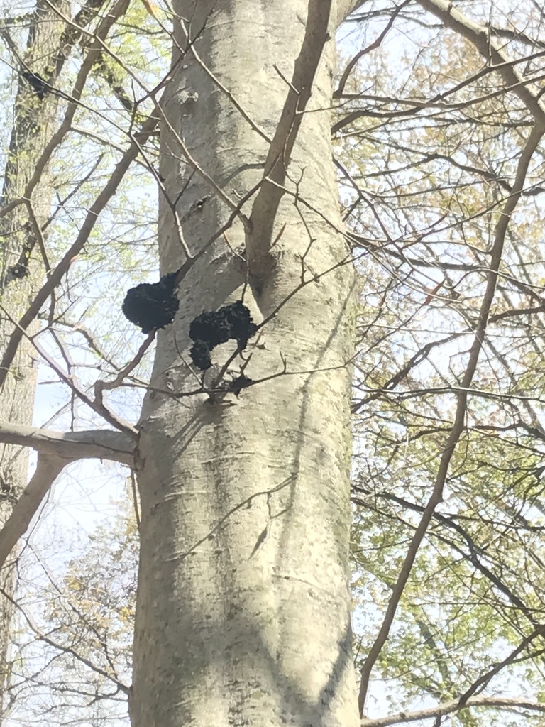 Honeydew Eater from Rick Ridge Rd, Nashville, IN, US on April 28, 2022