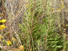 Oenothera elata hookeri