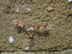 Geina tenuidactylus