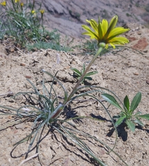 Tragopogon pusillus