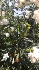 Nerium oleander