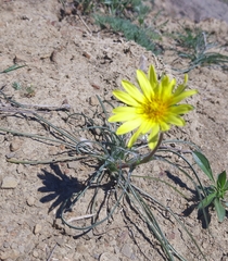 Tragopogon pusillus