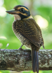 Actenoides princeps