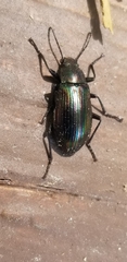 Tarpela micans