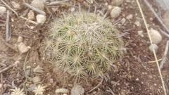 Coryphantha delicata
