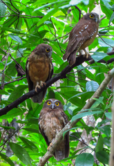 Ninox ochracea