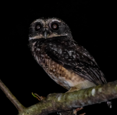 Ninox punctulata