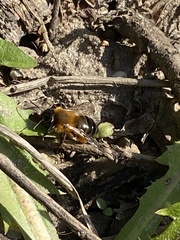 Andrena clarkella