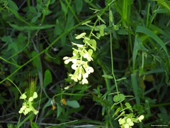 Biscutella auriculata