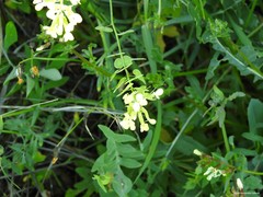 Biscutella auriculata