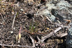 Microseris bigelovii