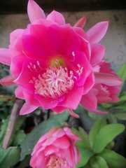 Disocactus ackermannii