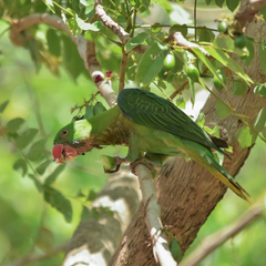 Tanygnathus sumatranus sumatranus