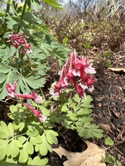 Corydalis solida