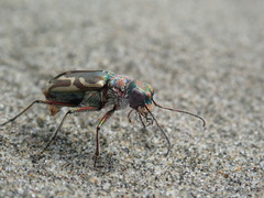 Cicindela bellissima