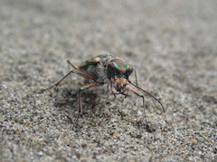Cicindela bellissima