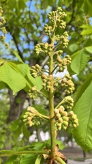 Aesculus hippocastanum
