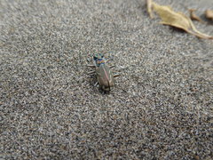 Cicindela bellissima
