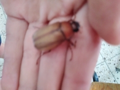 Cyclocephala melanocephala