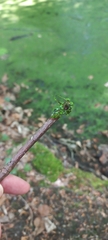 Angiospermae